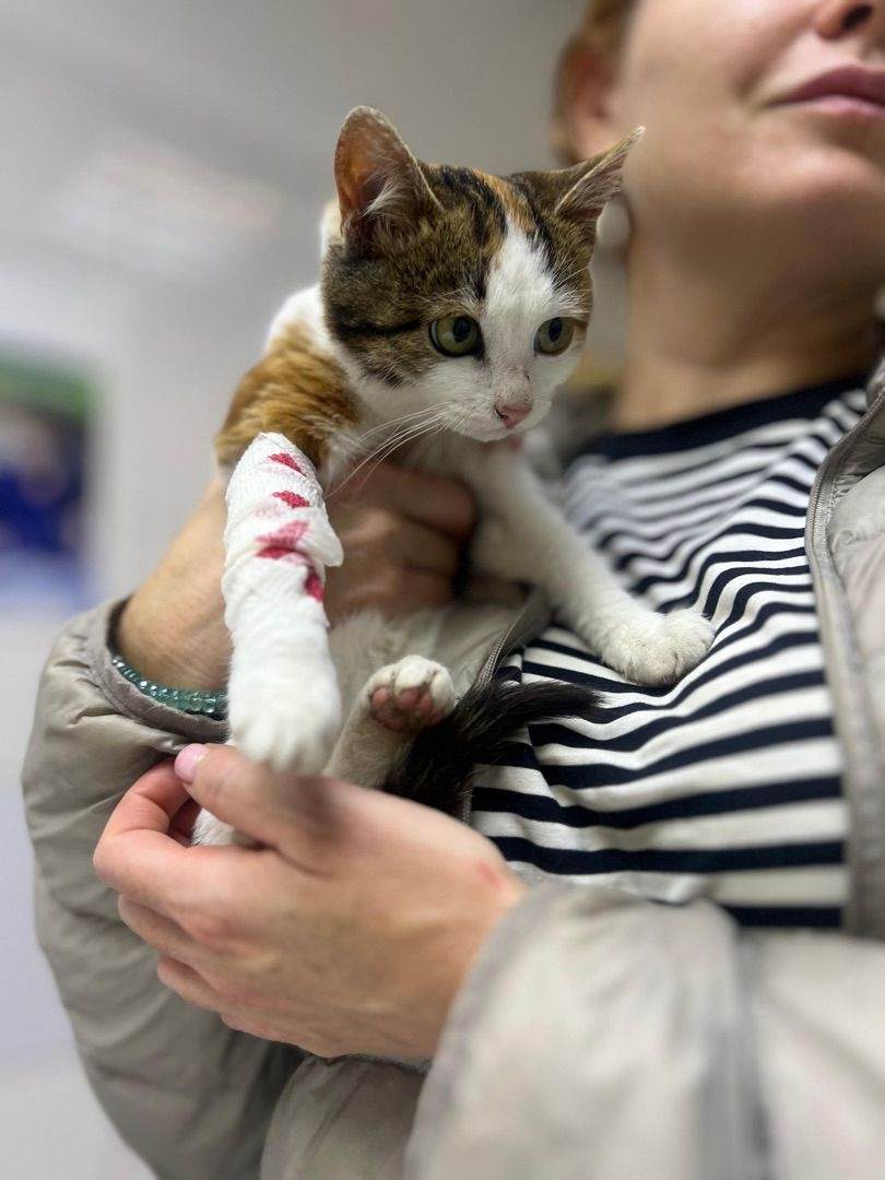 МАНЕЧКА ищет дом кошечке 5 месяцев. Такую ласковую малышку просто кто-то выкинул в деревне на произвол судьбы