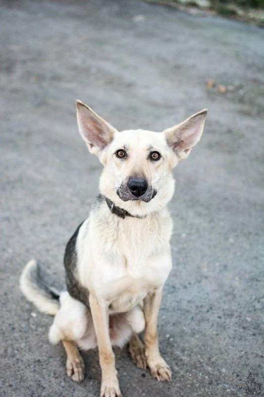 Шейла умная и энергичная красотка ищет свой дом
