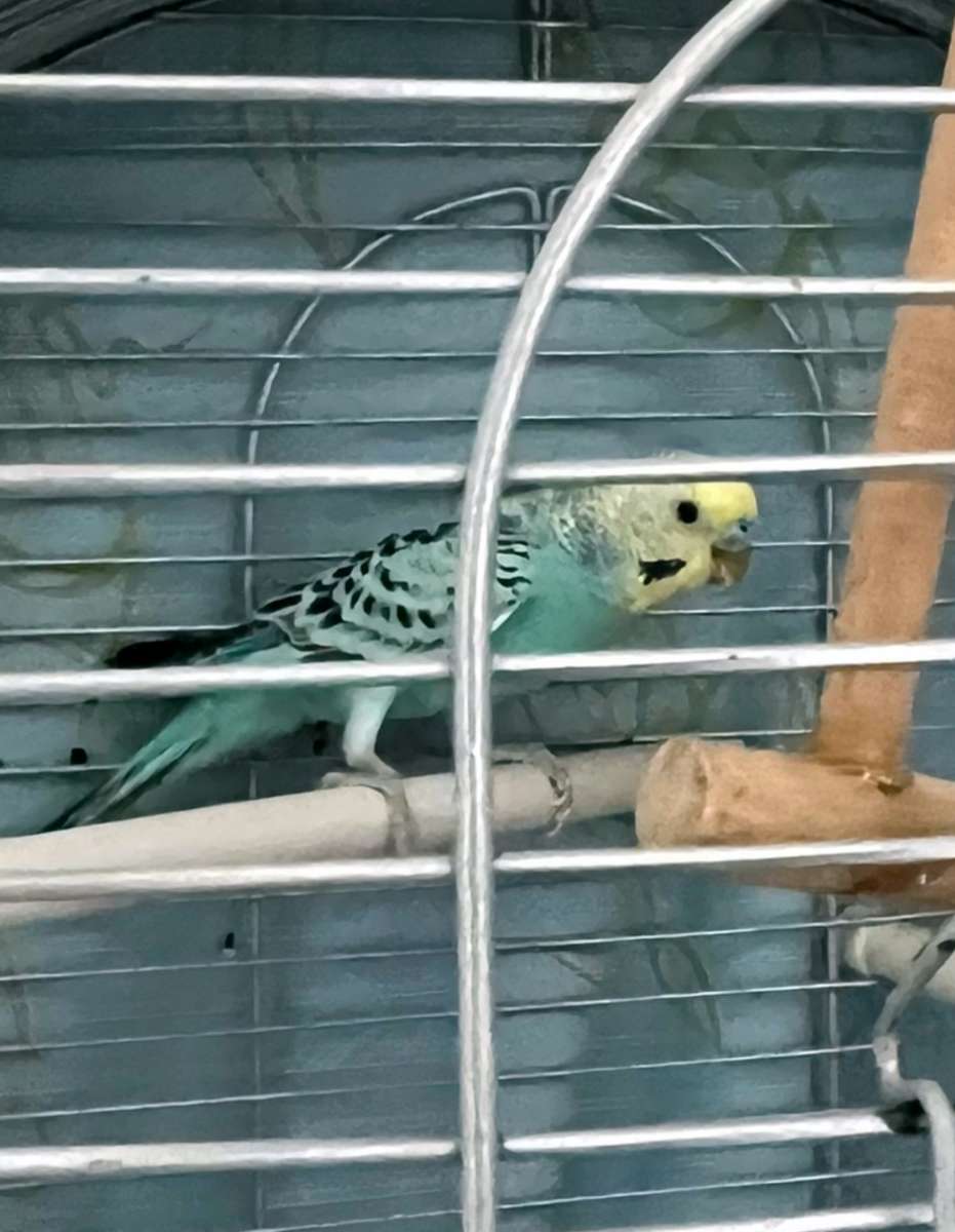 Отдам волнистого попугая в добрые руки Попугайчик мальчик возраст около 1 года