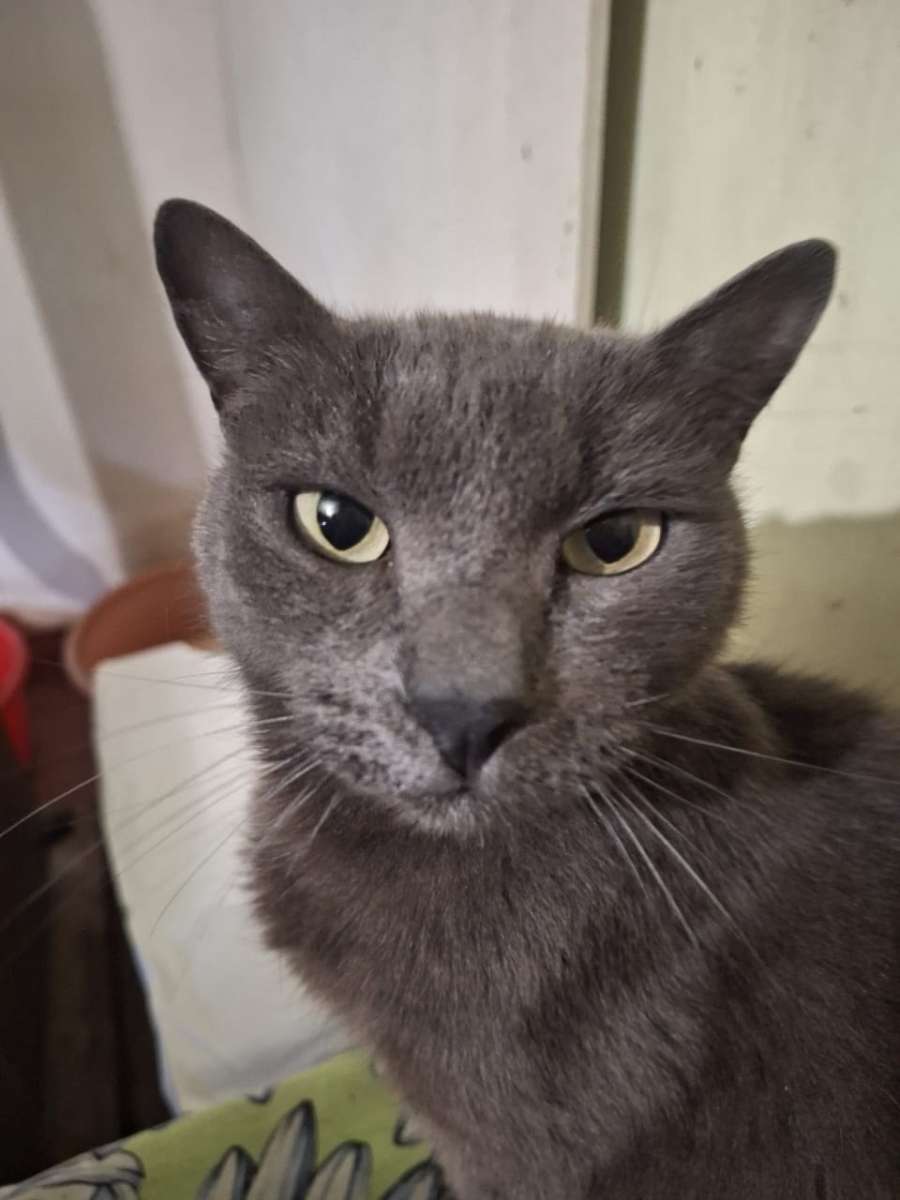 Этого шикарного крупного кота нашли в подъезде Вероятно она потерялся или