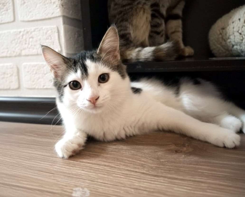 Отдам котёнка в добрые руки Котёнок мальчик добрый и очень ласковый возраст 4