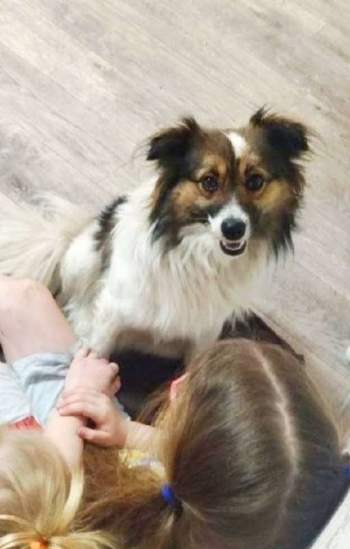 Ищем дом Мальчишка очень коммуникабельный ласковый Возраст примерно : 1 5 года