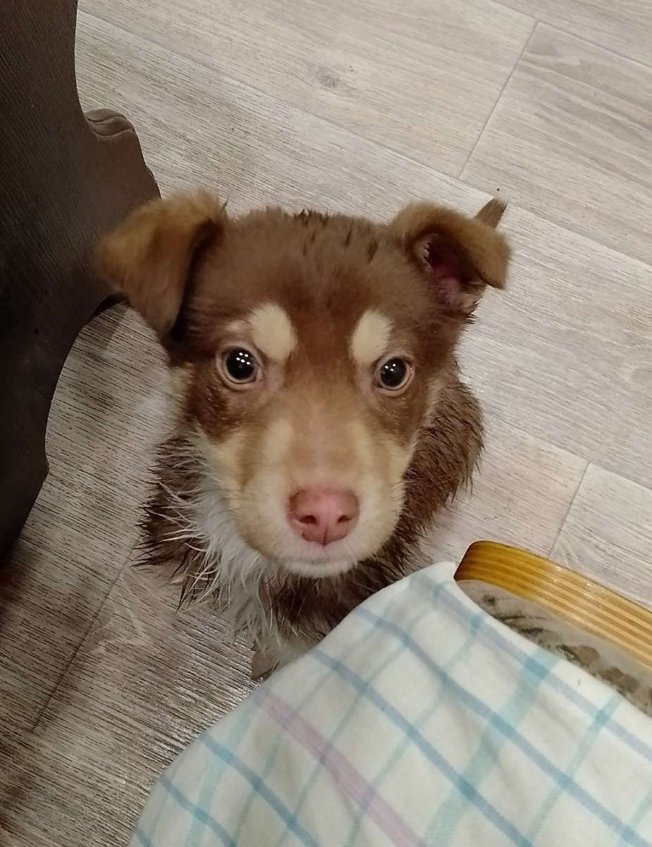 Отдам щенка в добрые руки Щенок мальчик красивый малыш шоколадного окраса