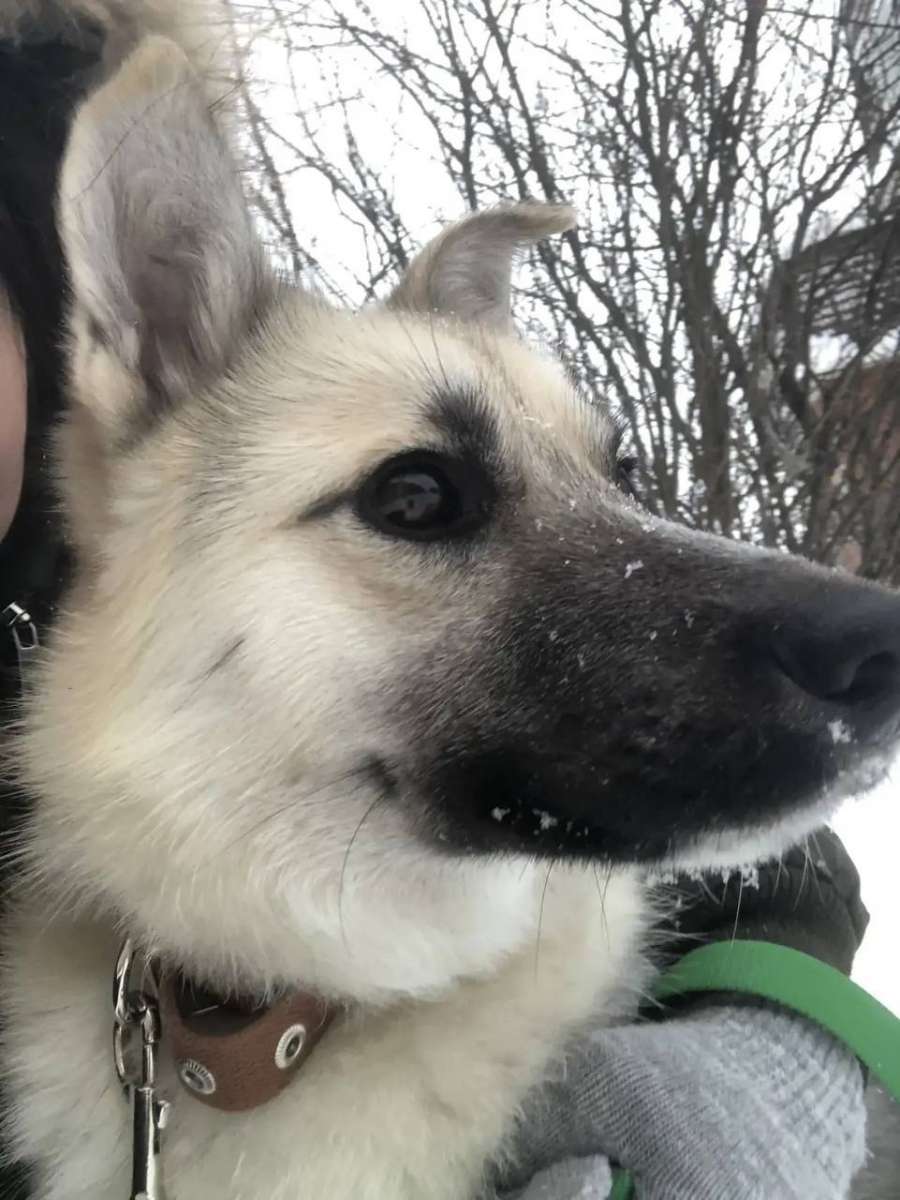 Этого парнишку зовут Джексон Его нашли в Бердске перед самым Новым Годом Лежал