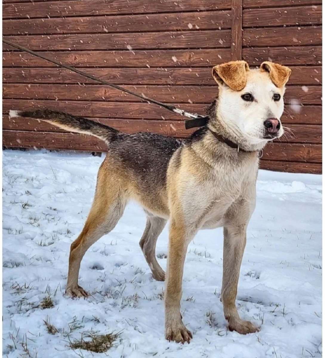 Очень ласковый и добрый молодой пёс Рэй ищет дом Пëсику лишь около 9 месяцев но