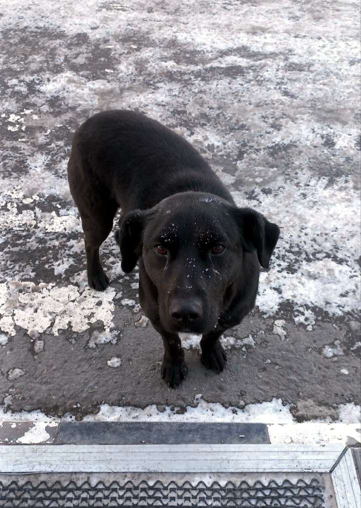 Найдена собака Сидит на заправке на ул Донгузская целый день Собака чёрного