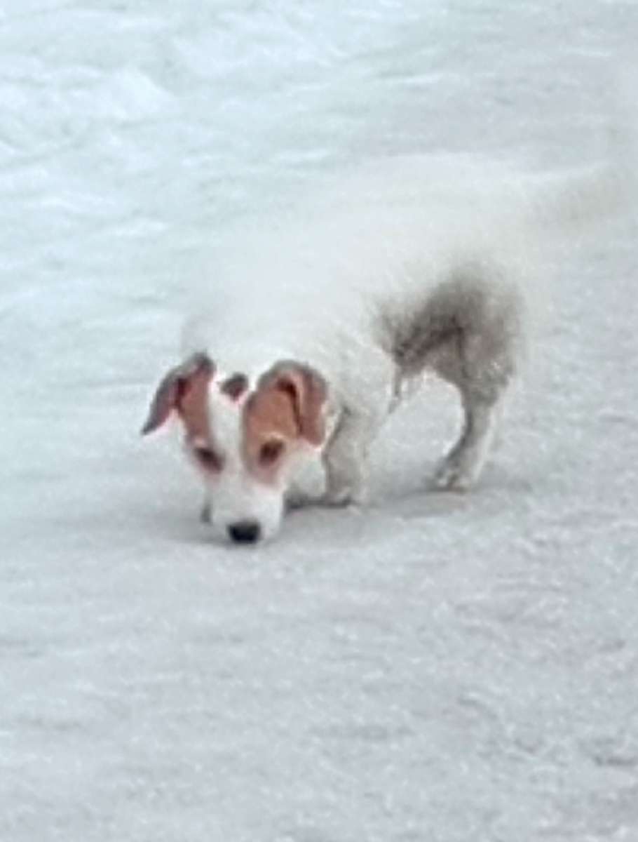 Найдена собака похожая на породу джек-рассел Бегает в районе ул Чкалова 55 Чья