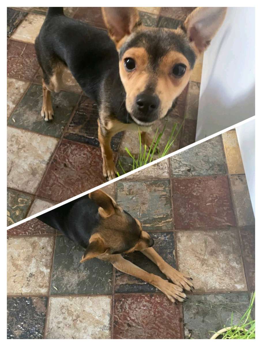 Найден щенок Ул Донецкая Щенок мальчик размером меньше кошки добрый ласковый