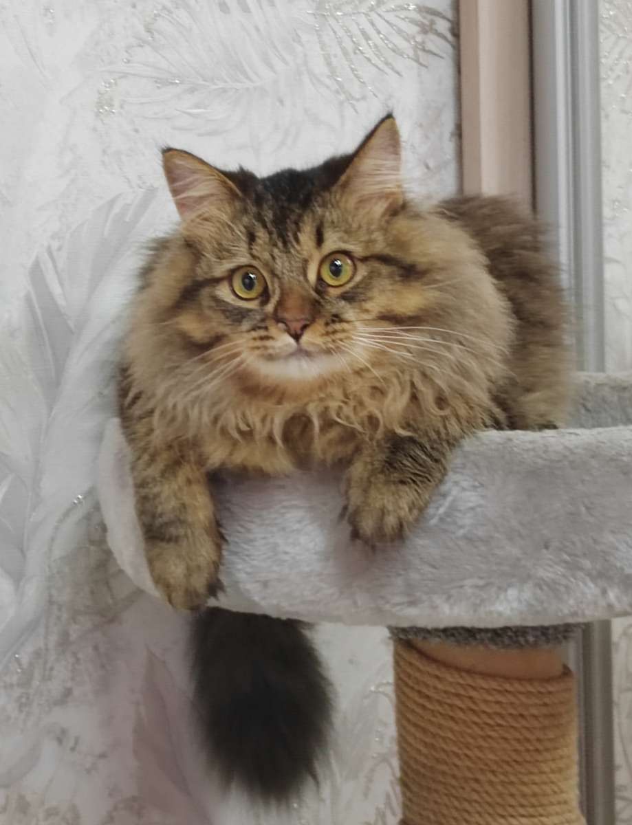 Пропал кот В Снт Карачи ул Амурская возле 1 2 линии 4 марта в 22:40 выбежал из