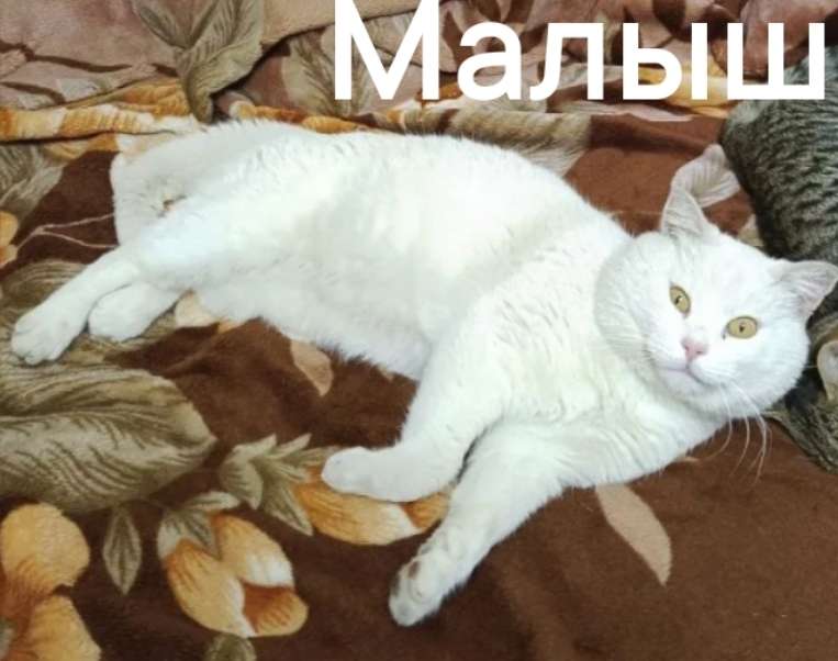 Пропали коты 08 03 ул Самолётная Кот белый голубоглазый есть редкие рыжие пятна