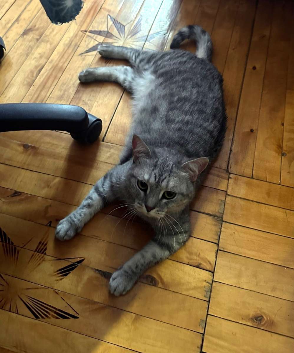 Найдена кошка В районе лагерей в Дубках Кошечка видно что домашняя ручная к