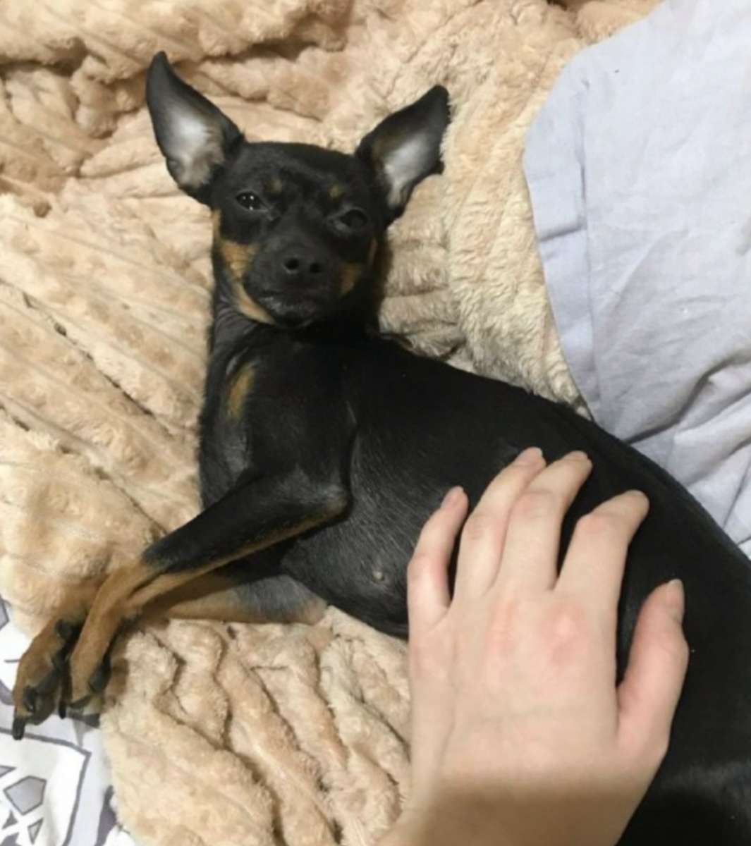 Пропала собака породы той-терьер 13 03 2026г в районе ЗАГСа на пр Дзержинского