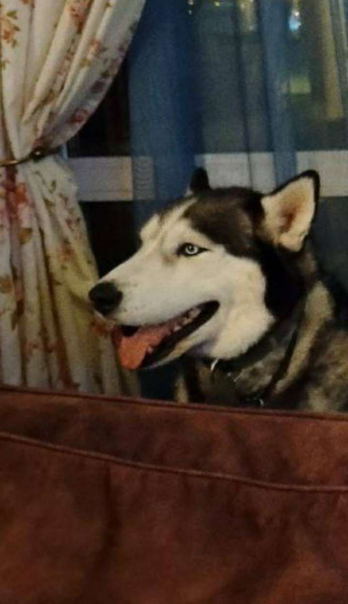 31 12 2024 Пропала собака Поиска продолжается Калужская область деревня