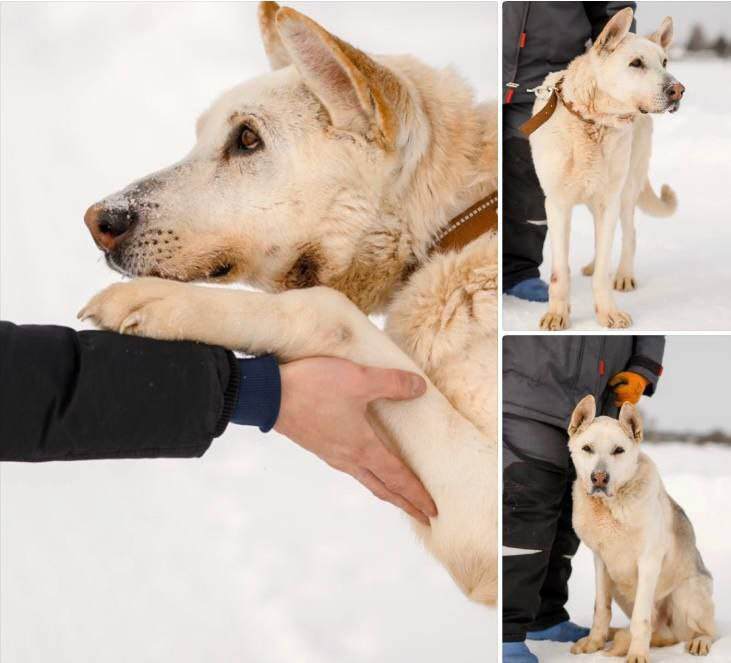Великолепный Рон ищет дом ! Если вы ищете не просто собаку, а компаньона с