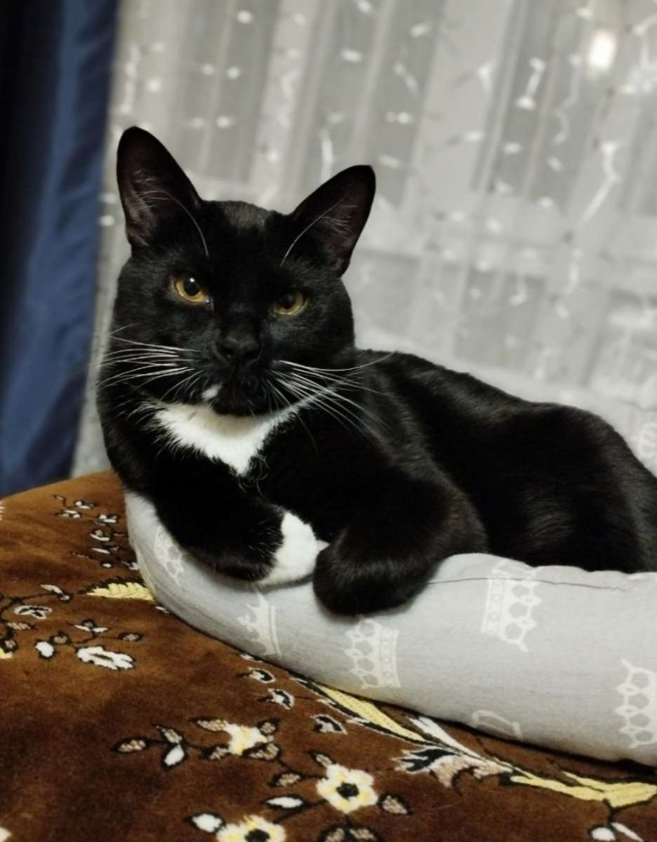 Отдам кота в добрые руки Молодой котик Марс возраст 1 5 года воспитан привит