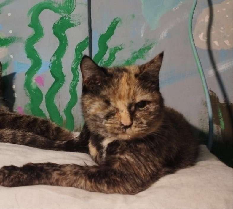 Хочу рассказать об одной приютской кошке по имени Киса