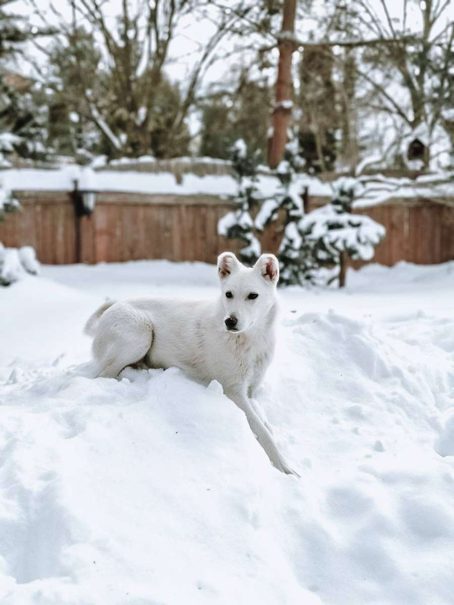 Москва МО ПОСТ-ШАНС НУЖЕН ДОМ Эта малышка появилась в городе внезапно Судя по