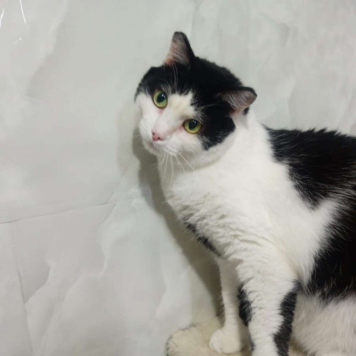 Степашка молодой активный парень немного побаивается людей но своего человека одарит невероятной любовью