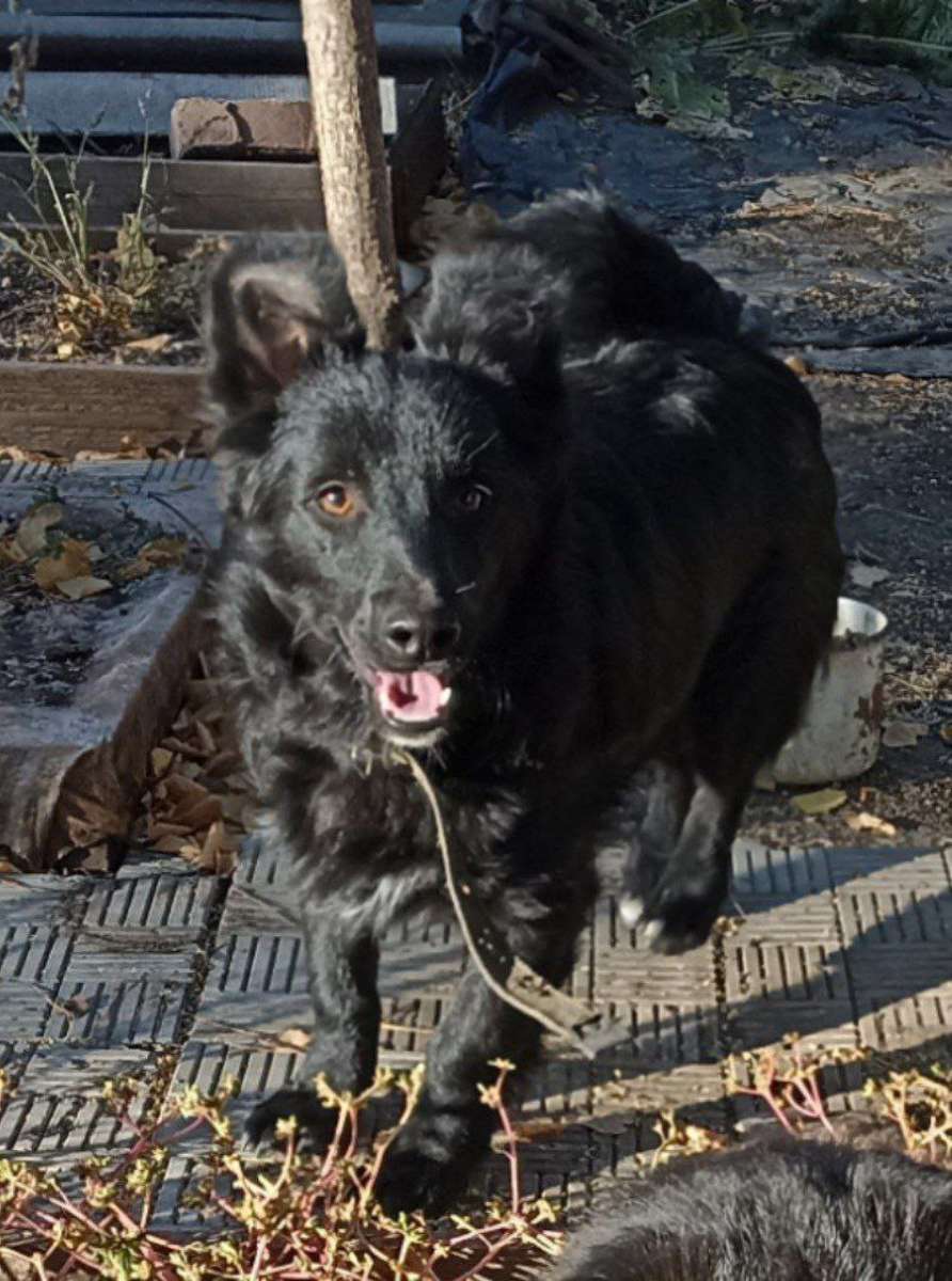 Пропали собаки Вечером 24 февраля со двора частного дома по ул Рабочая сбежали