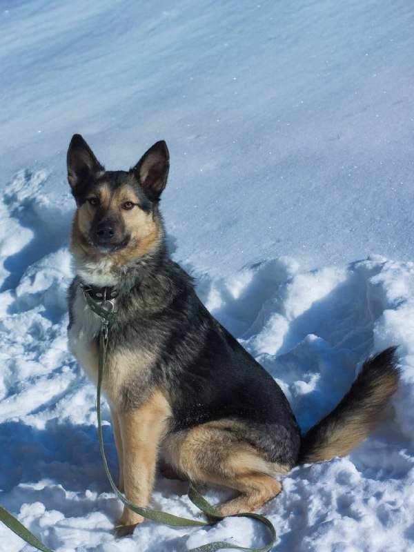 Юджин – очень позитивный пёс! Был найден с сёстрами и братьями-щеночками