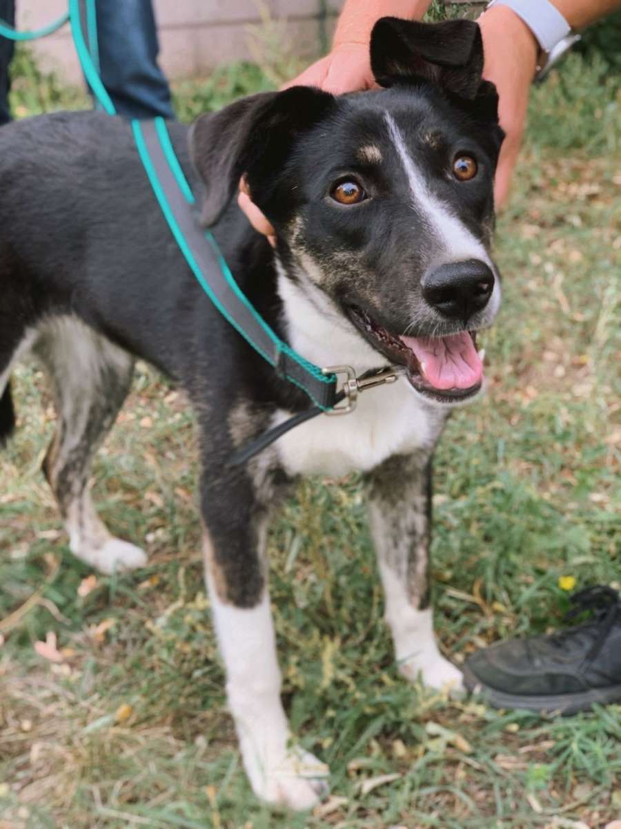 Меня зовут Юта я добрая ласковая люблю играться бегать мне примерно 1 год