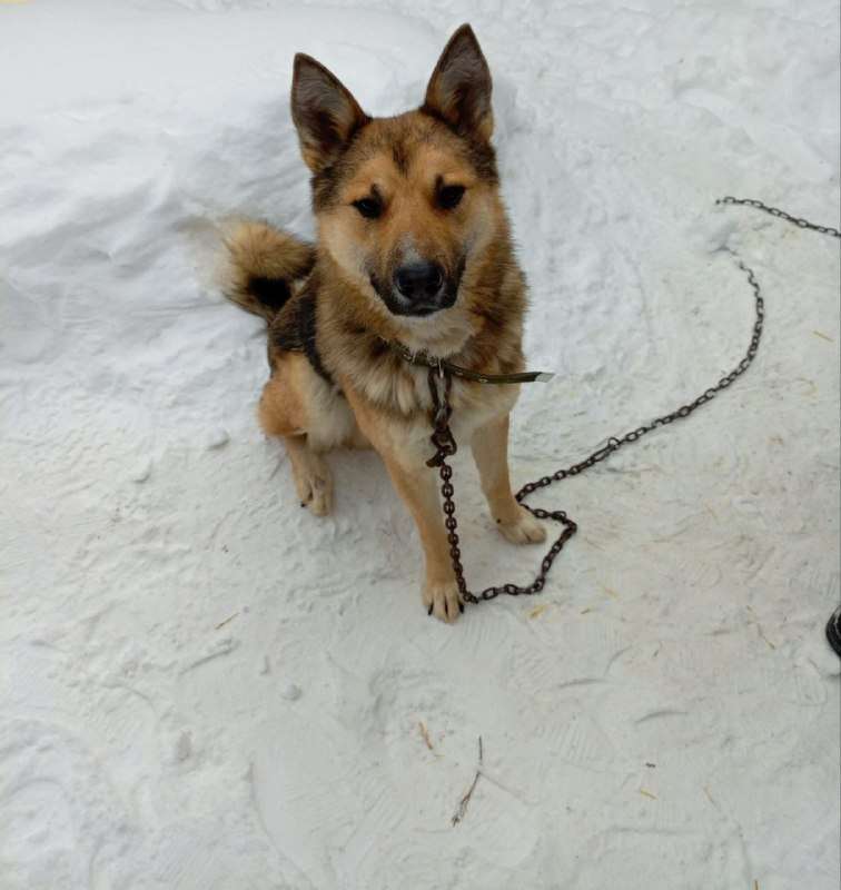 ОЧЕНЬ нужен дом молодому пёсику возраст примерно года 3 зубки белые