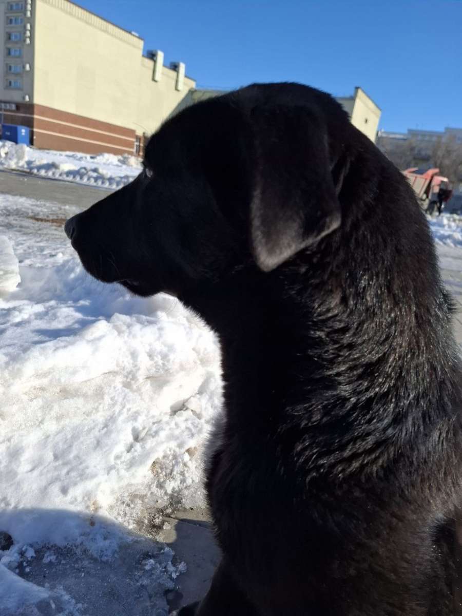 Отдам собаку в добрые руки Щенок-подросток возраст примерно 9-10 месяцев окрас