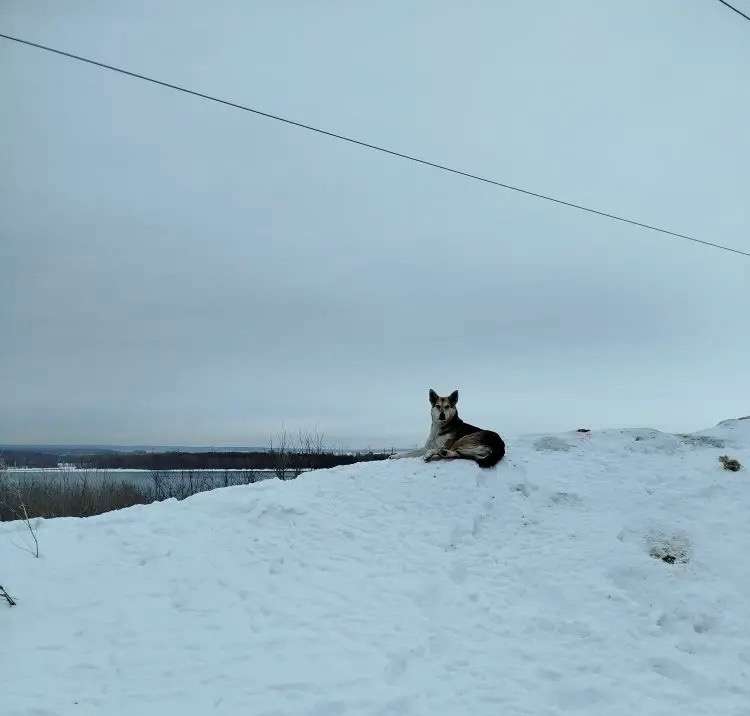 Очередная история собачьего несчастья жила на стройке