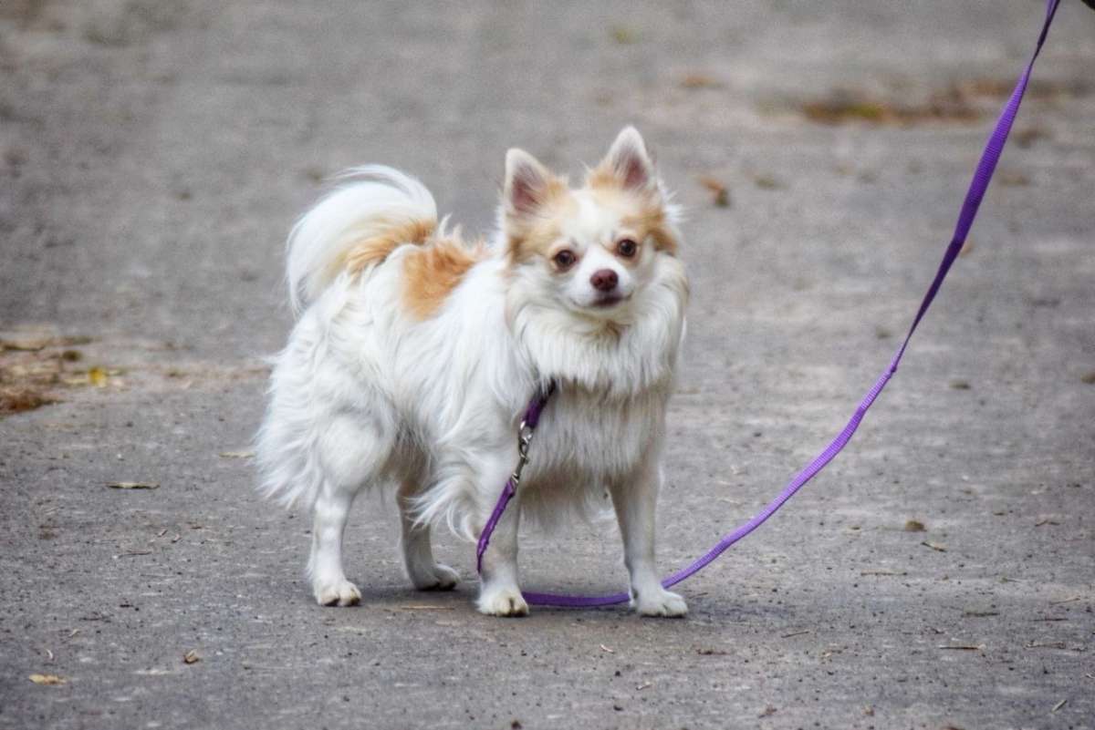 Санкт-Петербург и другие города Пушистый чихуахуа Джери ищет дом Возраст