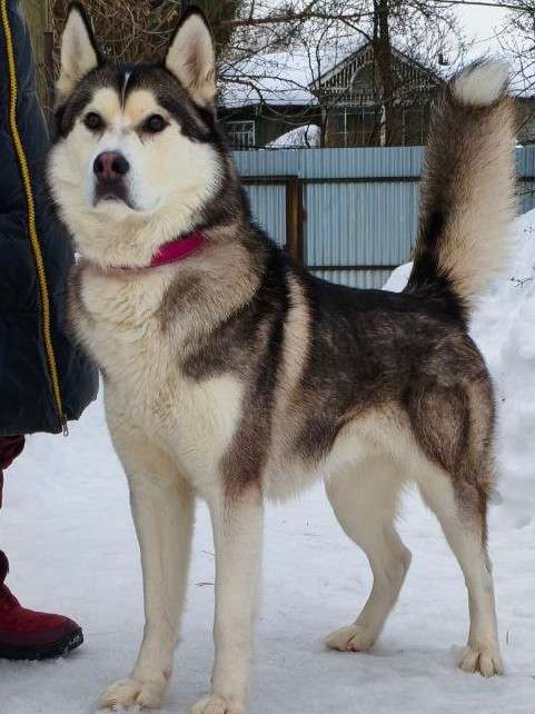 Сибирский хаски ищет семью