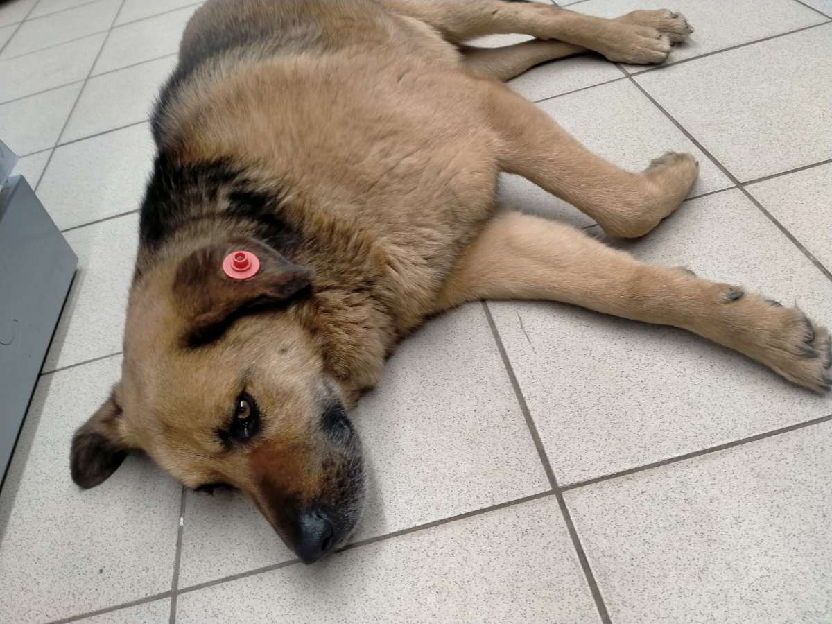 Может быть есть у кого-то возможность приютить пса желательно в частный дом