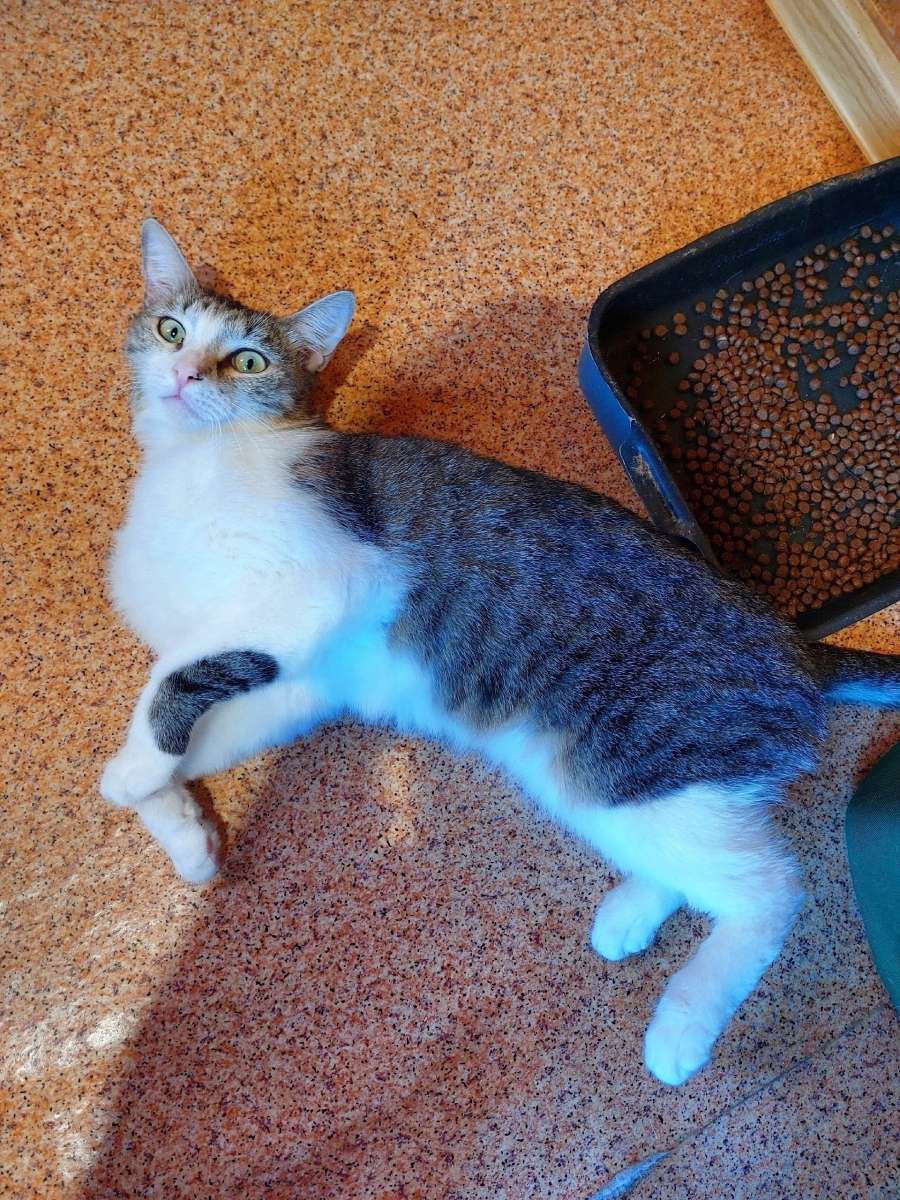 Котик Яша ищет дом возраст 3 года очень добрый компанейский человекоориентированный