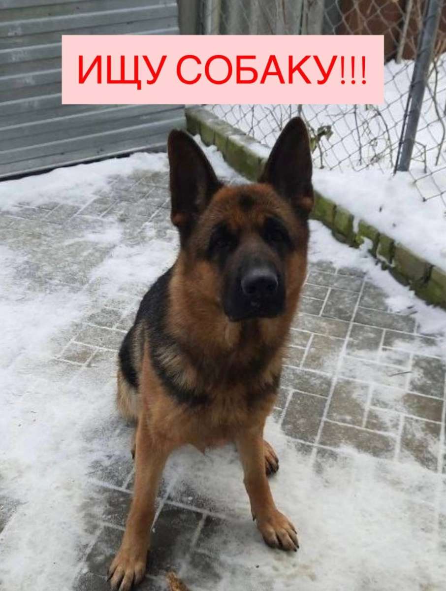 Пропала немецкая овчарка девочка молодая хвост длинный не бублик спина прямая