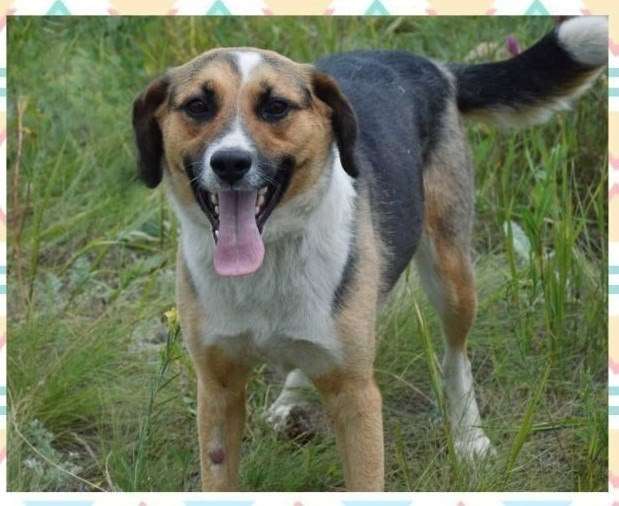 В добрые руки отдадим молодую жизнерадостную ласковую собачку