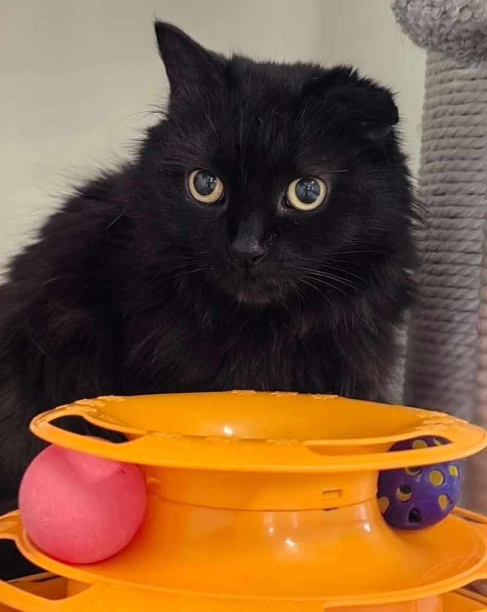 Шейла ищет дом прекрасная черная кошечка по имени Шейла ищет любящий