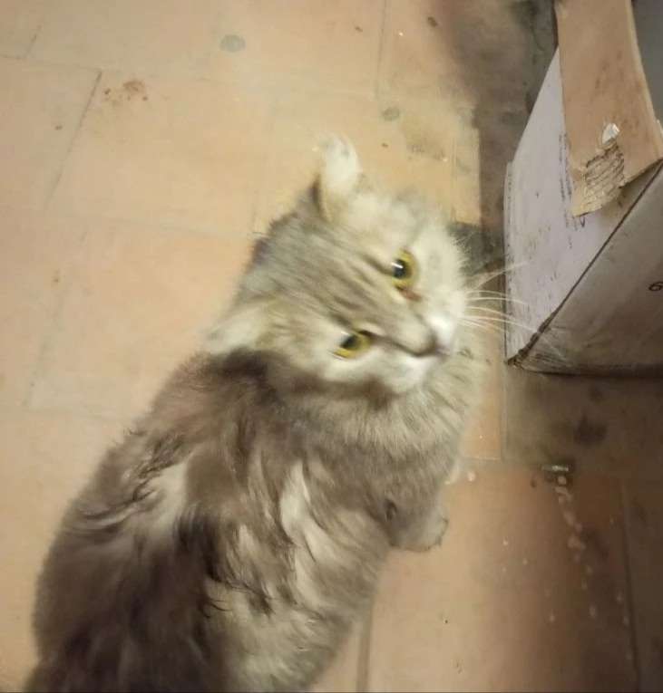 К дому прибилась кошка очень ласковая