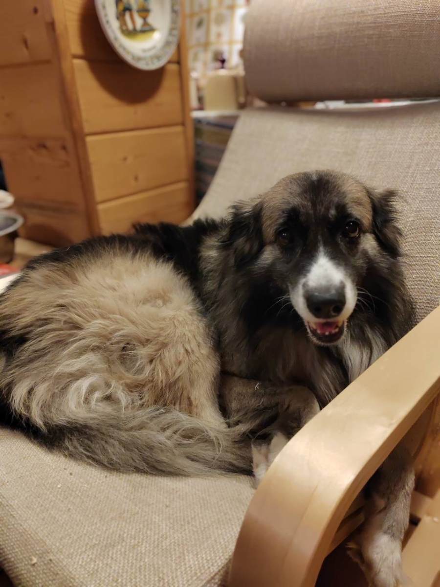 ПОИСКИ ПРОДОЛЖАЮТСЯ! Пропала собака! Пожалуйста, максимальный репост!