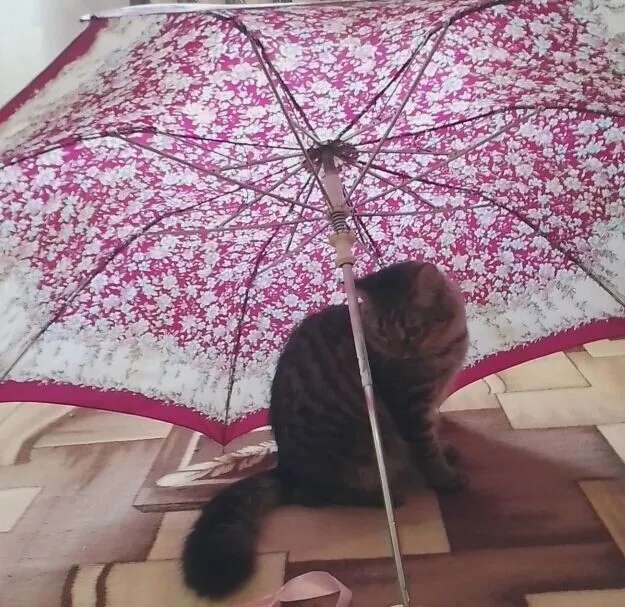 Такую подобрала ее в два часа ночи орущую в сугробе