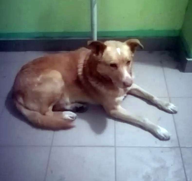 Пропала собака пожалуйста максимальный репост саратов Соколовая гора 5 марта