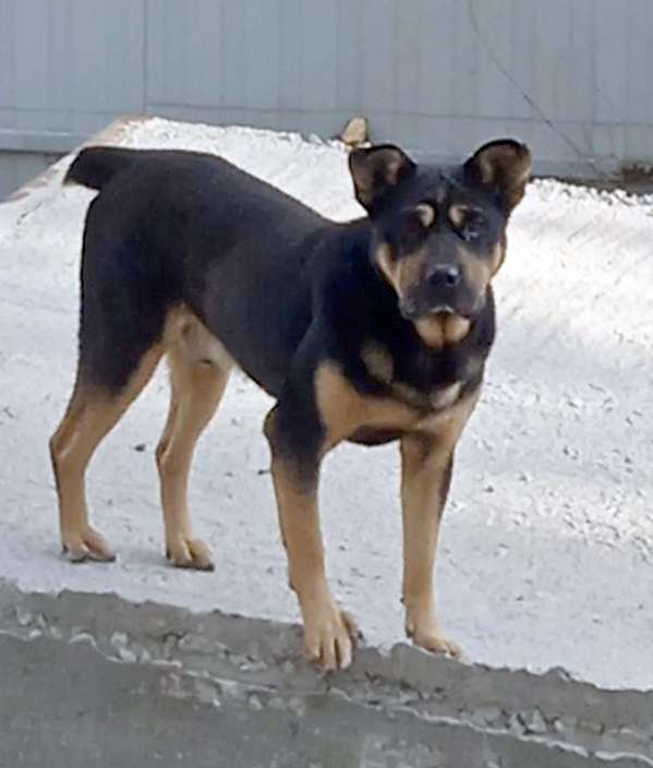 Очаровательный пес ласковый добродушный похож на ротвейлера ищет хозяев