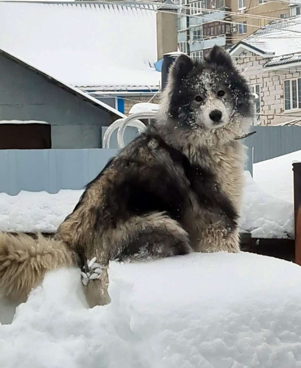 Саратов убежала собака в районе 1 Дачной 21 03 домашняя помогите найти