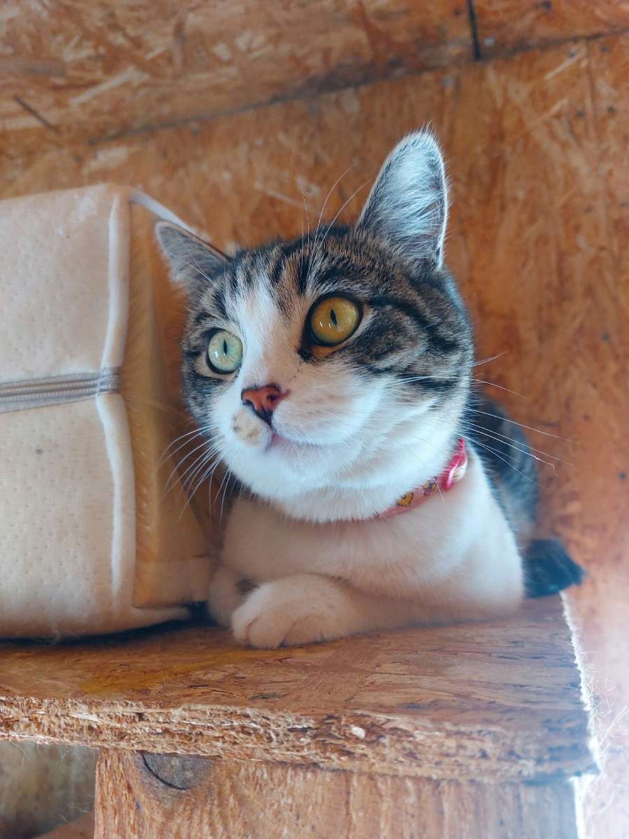 Саратов Миса ищет дом где её не предадут