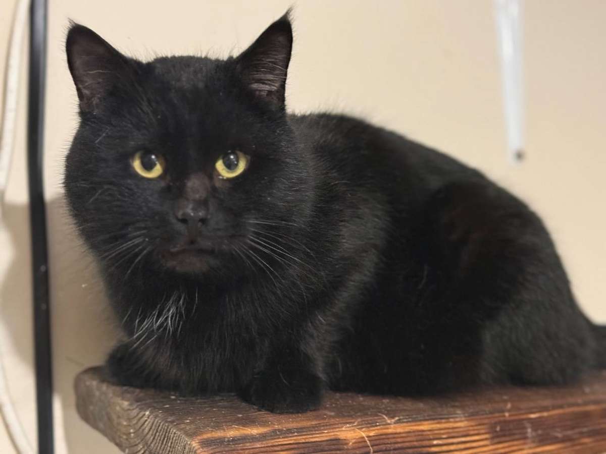 Чешир ищет любящий дом красавец неподражаемый кот Чешир Его подкинули