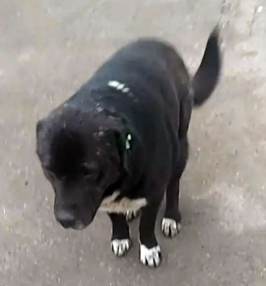  Появился новый пёсель не молод ищем дом на доживание