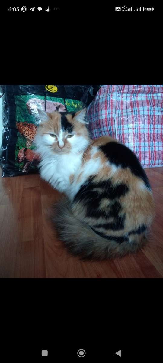 Посмотрите какая красотуля отдаю только в добрые заботливые ручки