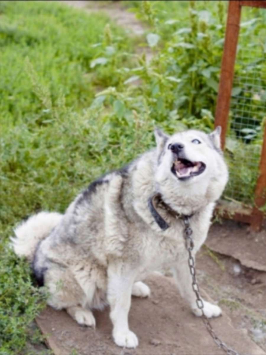 Ищет дом хаски Дженифер ✨ Возраст 3 года