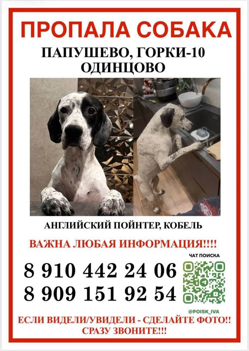 ПРОПАЛА СОБАКА ‼️ 03.03.26 Одинцово, Папушево/Горки-10 Английский пойнтер,