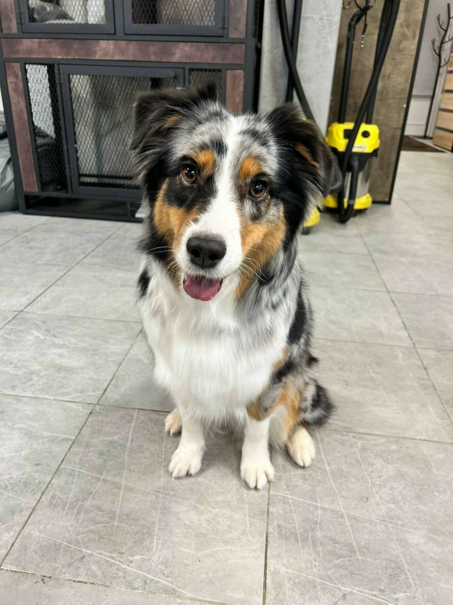 Санкт-Петербург и Ленинградская область нужен дом Пристраивается австралийская