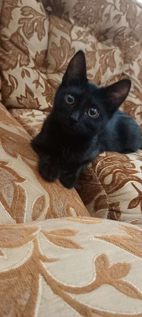 Краснодар ❤Котенок в поисках дома На авито от неё хотели избавиться подруга