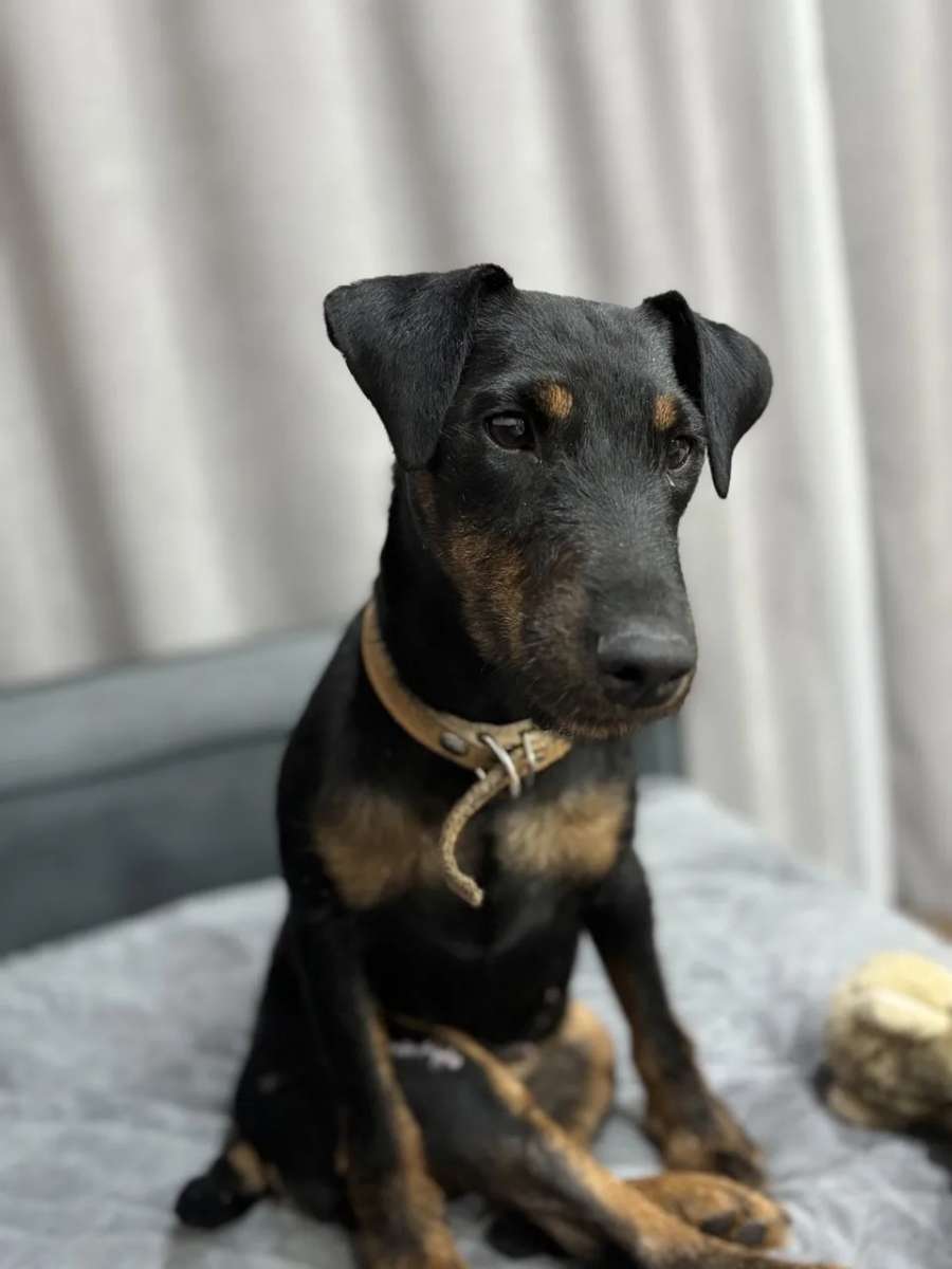 Уфа Ищет дом четвероногая красавица Боня ягдтерьер Недавно на одной из трасс